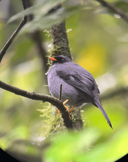 Monteverde cloud forest Preserve Guided tours (Small Groups) - Photo 3 (Gallery view)