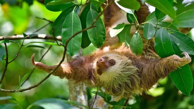 Uvita: Private Guided Tour - Sloth Watching Trail Costa Rica