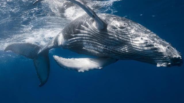From Punta Cana: Whale Watching & Cayo Levantado Island