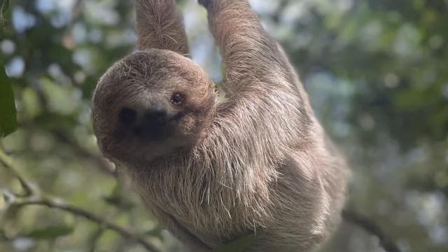 Playa del Coco: Sloth Discovery & Rio Celeste Tour