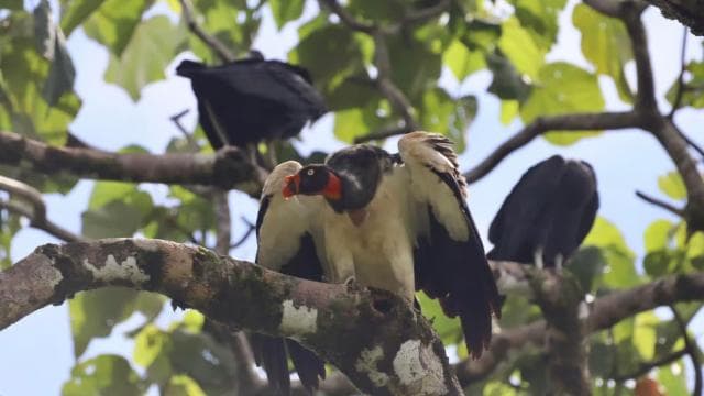 Drake Bay - Bird Watching Tour