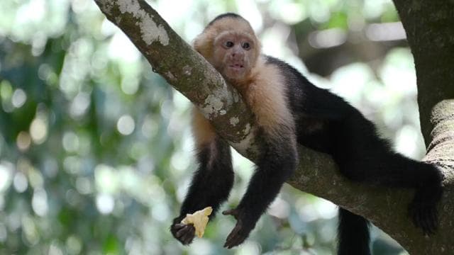 From San José: Monteverde Hanging Bridges Day Trip