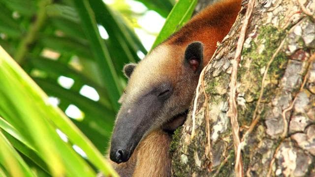 Corcovado National Park: Adventure Tour Overnight - 2 Days - Dominican Republic
