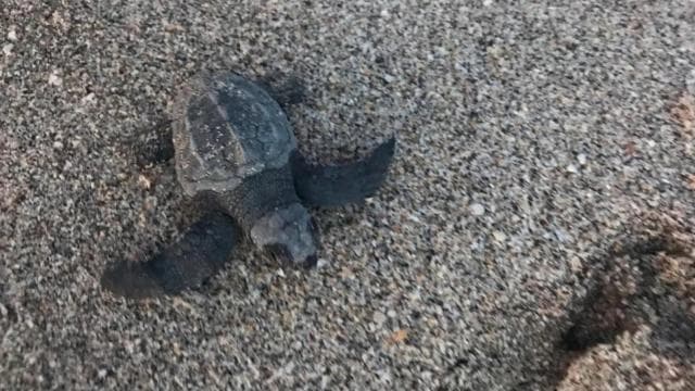 Playa Minas: Sea Turtle Watching Tour - Photo 3 (Gallery view)