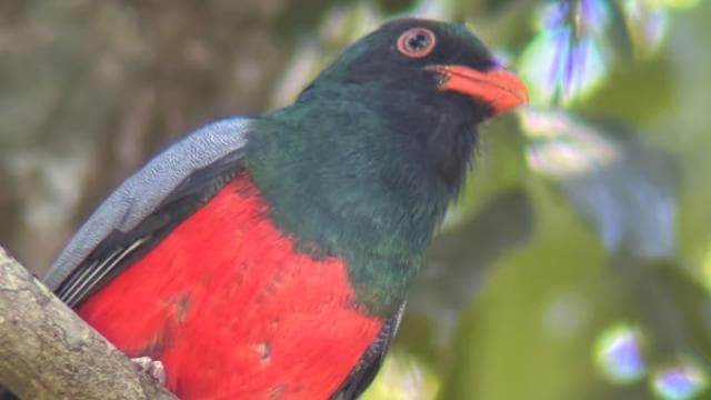 Manuel Antonio National Park Hike - Photo 3 (Gallery view)