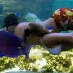Dolphin Encounter for Dominican Residents
