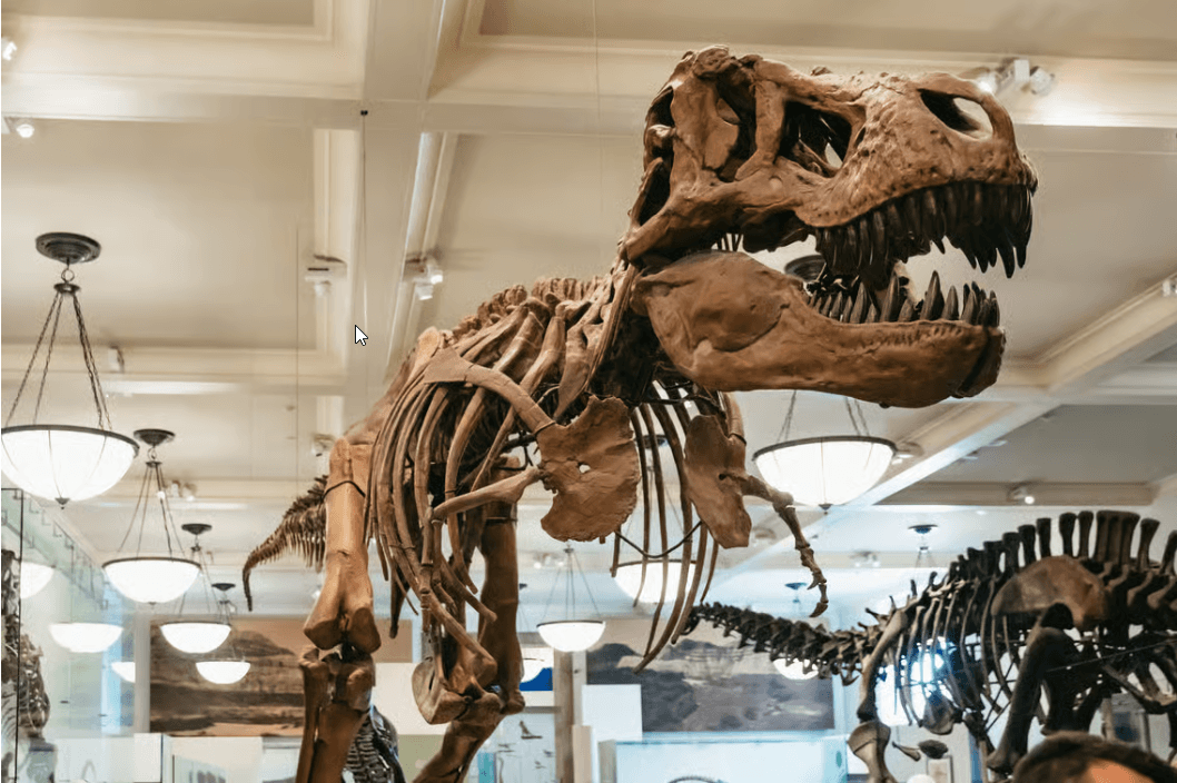 Nowy Jork: Bilet do Amerykańskiego Muzeum Historii Naturalnej - Photo 2 (Gallery view)