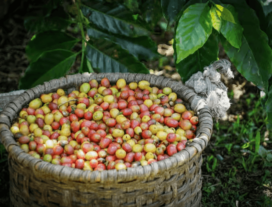 La Fortuna: North Fields Coffee and Chocolate Tour - Dominican Republic