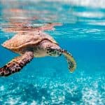 Discover Saona Island: Enjoy The Paradise