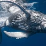 Samana: Whale Watching and Cayo Levantado Full Day Tour
