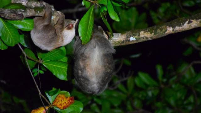 Canoe, night and day hike in Tortuguero National Park