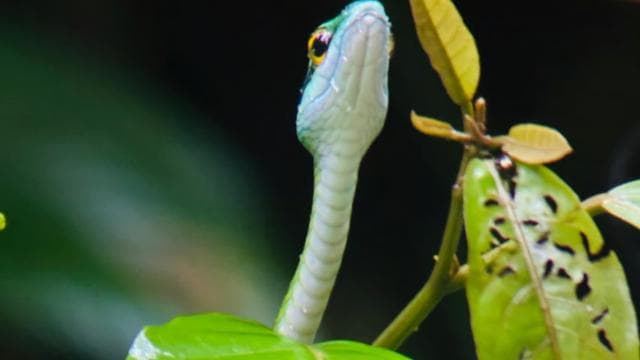Guided hike through the Manuel Antonio jungle with optical equipment. - Photo 3 (Gallery view)