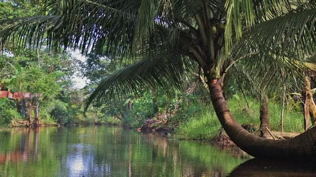 Uvita: Terraba Sierpe Wildlife Mangrove Kayak Tour CostaRica