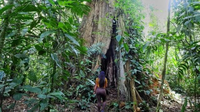 La Fortuna: Rainforest Nature Hike with Guide