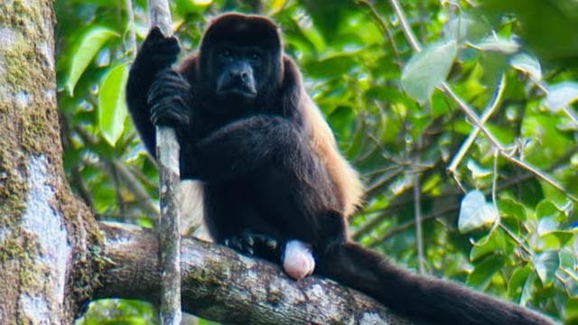 Quepos mangrove tour in Manuel Antonio by boat with monkeys