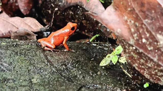 Bri-Bri Indigenous Chocolate Tour + Waterfall - Dominican Republic