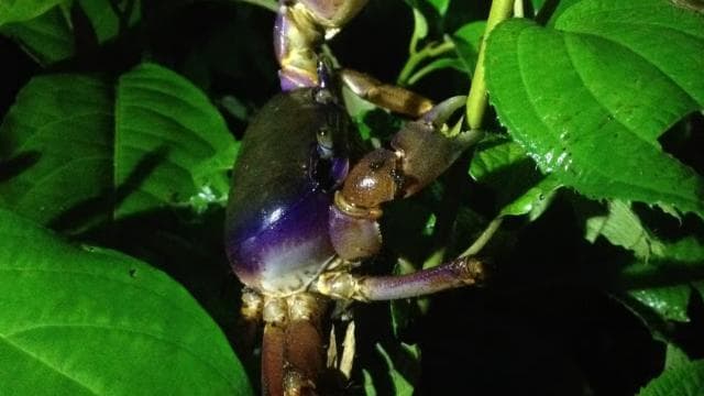 Tortuguero: Night Wildlife Spotting and Jungle Walk