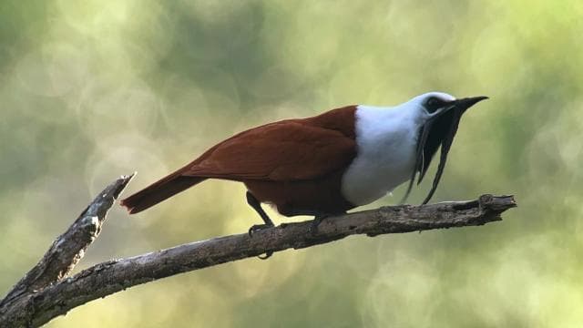 Monteverde: Halbtagestour zur Vogelbeobachtung - Photo 3 (Gallery view)