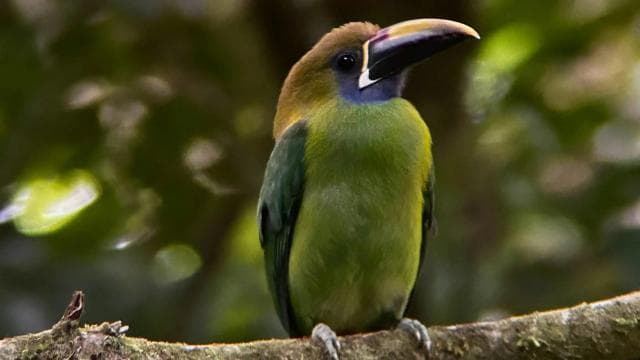 Uvita: Bird Watching Tour