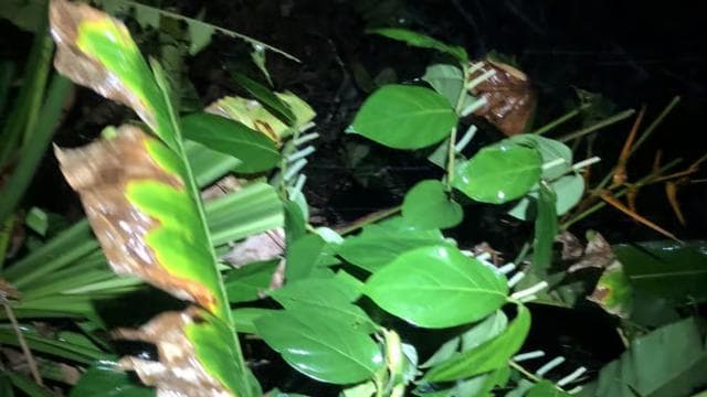Amazing Night Walk in Tortuguero