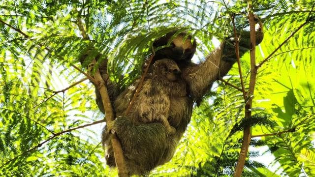 Guanacaste: Rainforest, Sloths, & Nature Day Trip with Lunch