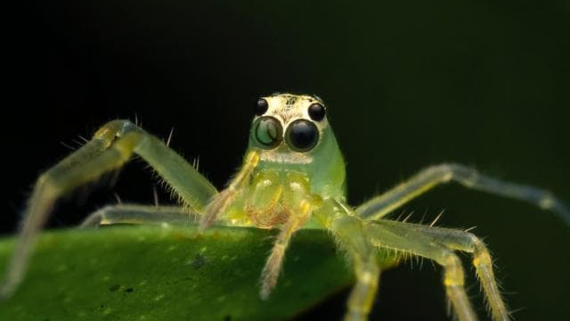 Sarapiquí: Rainforest Night Walk with Wildlife Guide