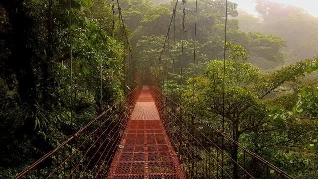 Monteverde: Half-Day Bird Watching Tour - Photo 5 (Gallery view)