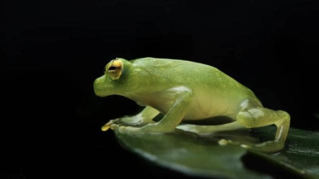 Monteverde: Guided Night Walk In Monteverde
