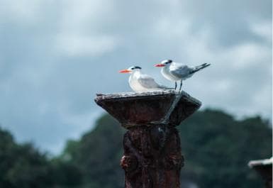 Boca Chica : Los Haitises Guided Hike and Kayaking