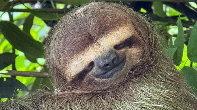 Nationalpark Manuel Antonio: Geführte Tour mit EINTRITT INKLUSIVE - Photo 4 (Gallery view)
