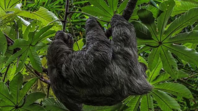 San Jose: Walking Nature Tour with Sloths, Birds, and Trees