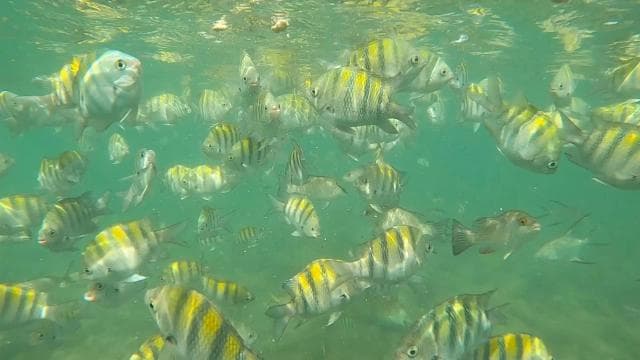 PUERTO RICO: Private Scuba Dive for Beginners!