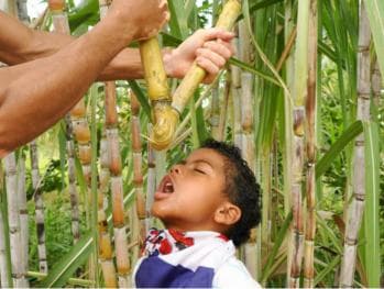 Caribbean Buggy Escape – Bayahibe Jungle & Safari
