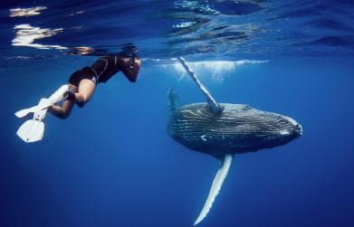 Miches: Half Day Whale Watching Catamaran Tour with Snacks - Photo 5 (Gallery view)