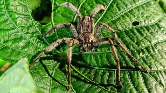 Cahuita's Tarantula Way Night Tour