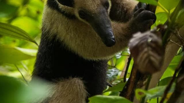 Tortuguero National Park: Jaguar Trail Day Walk Adventure