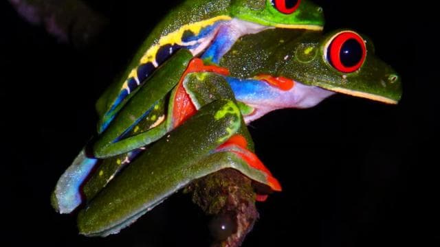 La Fortuna: Ecocentro Danaus Rainforest Night Expedition - Photo 4 (Gallery view)