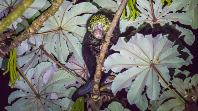 Monteverde: Kinkajou Forest Night Walking Tour - Photo 4 (Gallery view)