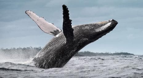 From Santo Domingo: Whale Watching & Cayo Levantado
