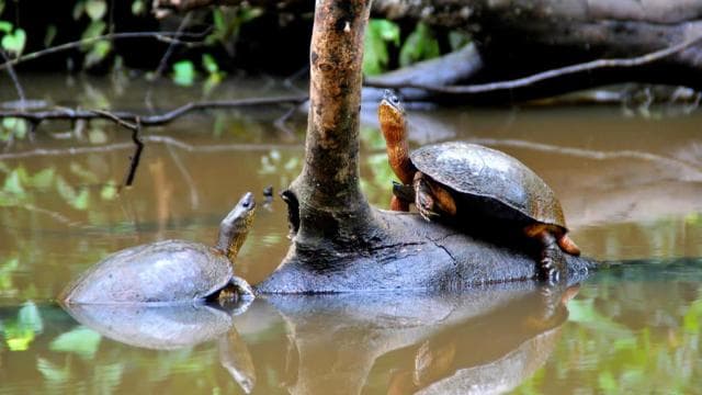 Tortuguero: Canoe Tour and Wildlife Spotting