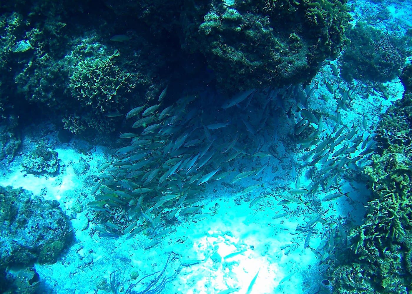 Private 6 Hrs 47 ft. Catamaran Snorkel & Cielo Charter (30p. max)