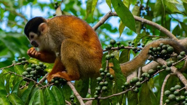 Sierpe: Jungle Wild Cruiser and Mangrove Forest Tour