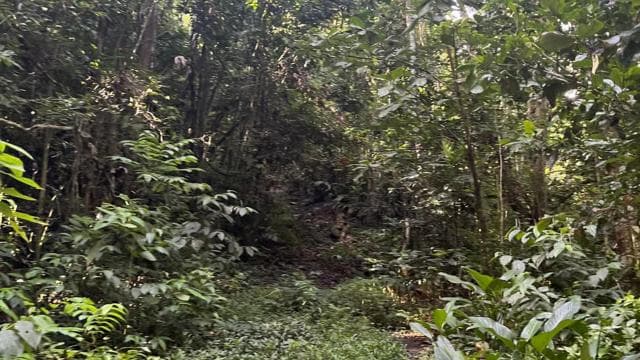 Caguas: Waterfall and Cave Adventure