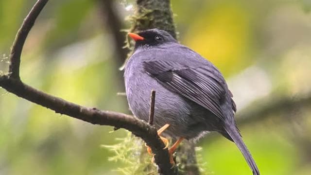 Monteverde cloud forest preserve tours - Dominican Republic