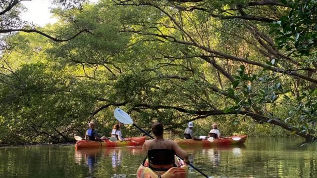 Nosara: Rio Montana Mangrove SUP or Kayak Tour