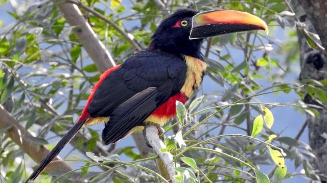 Carara National Park: Guided Walk Carara Costa Rica Nature