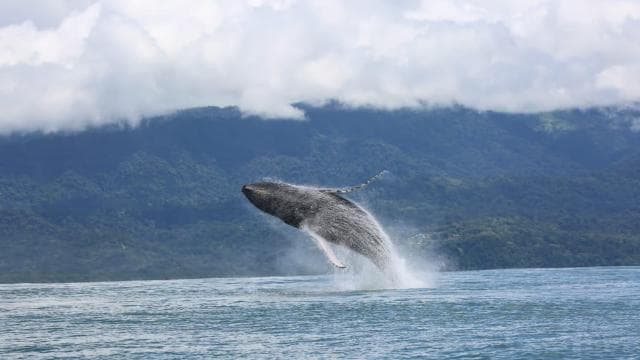 Marino Ballena National Park: Whale Watching Boat Tour