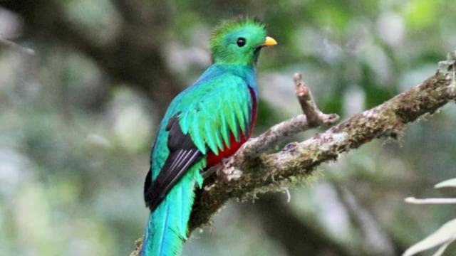 Quetzal: Vogelbeobachtungserlebnis in Costa Rica – Los Quetzales - Photo 3 (Gallery view)