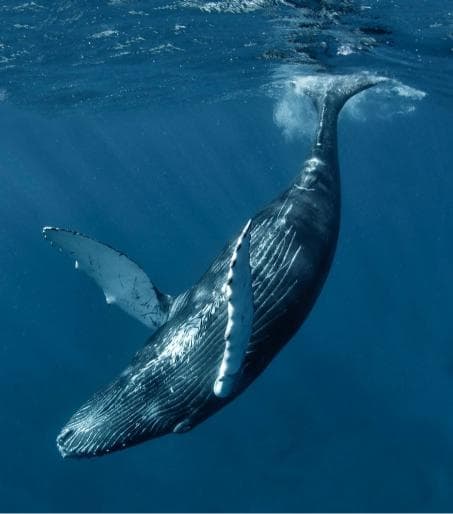 Punta Cana: Miches Whale Watching Catamaran Tour with Snacks - Dominican Republic