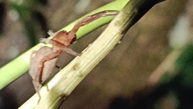 Cahuita's Tarantula Way Night Tour